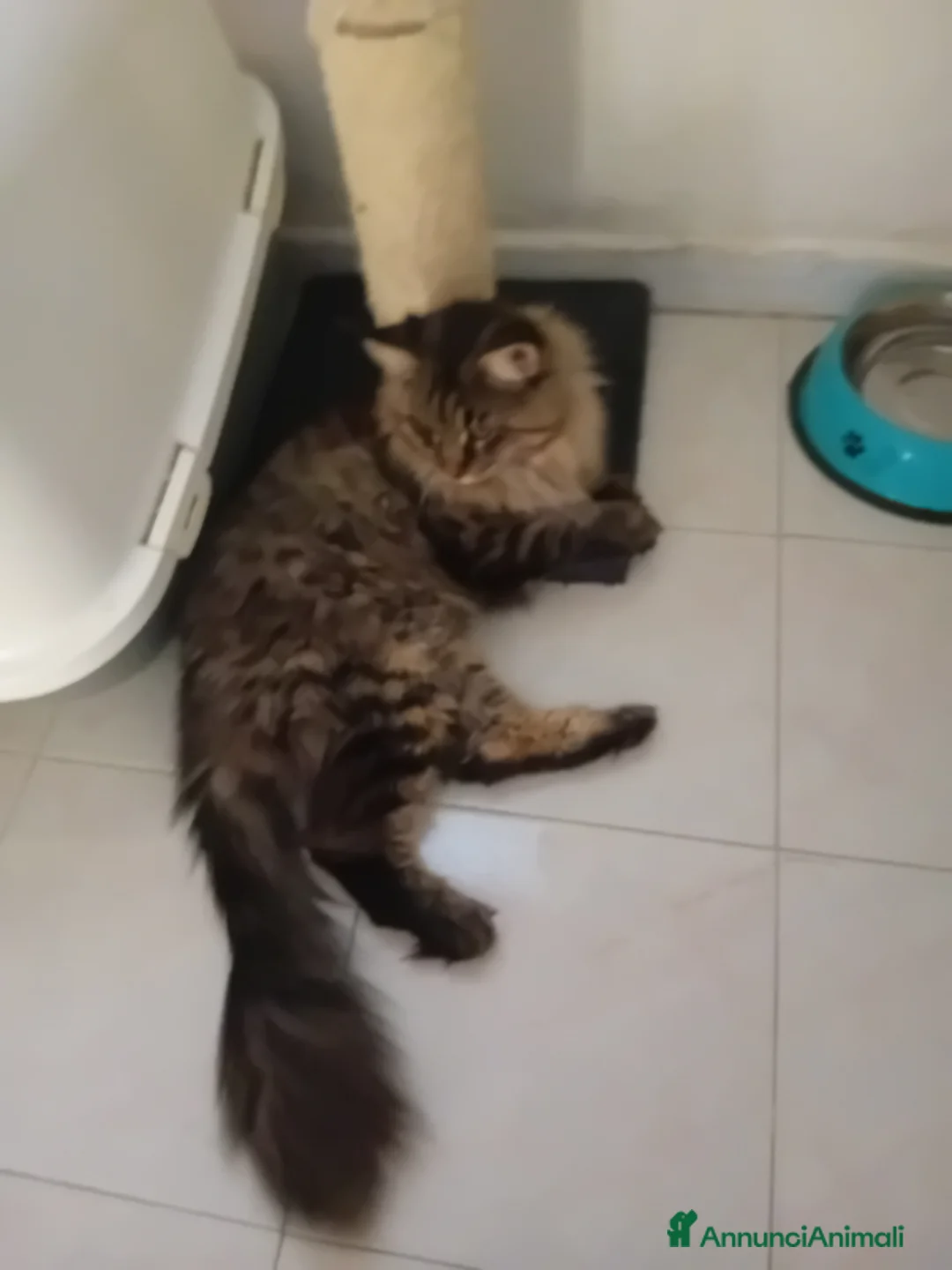 Maine Coon gatti in vendita: Мальчик Майн Кун 11 месяцев ищет семью.  - Annuncio 3