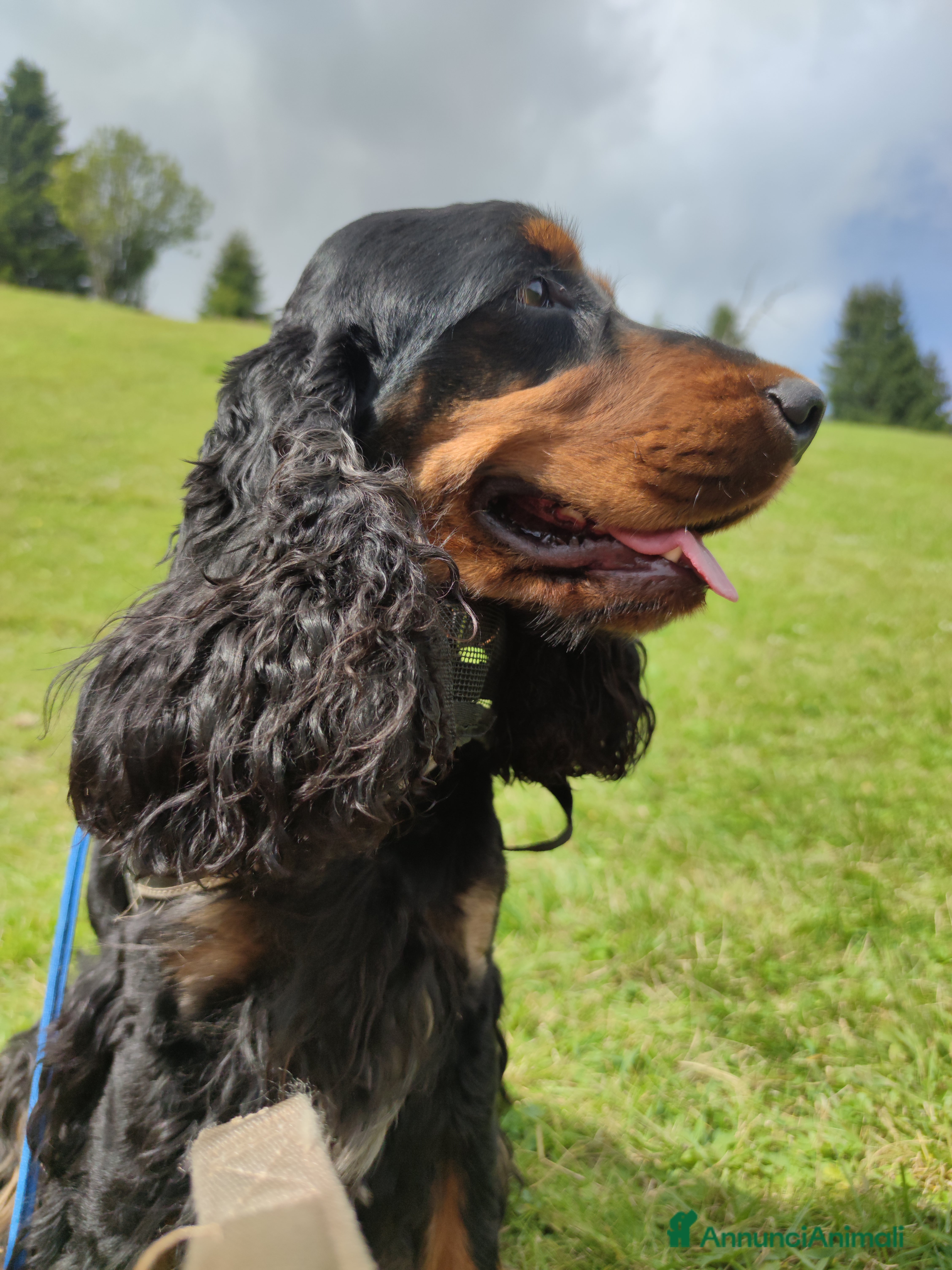 Cocker cani Cocker Nero Focato - Annuncio 3