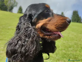 Cocker cani Cocker Nero Focato - Annuncio 3