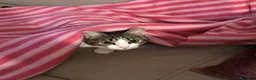Europeo gatti in regalo: Gattini inseparabili - Annuncio 30