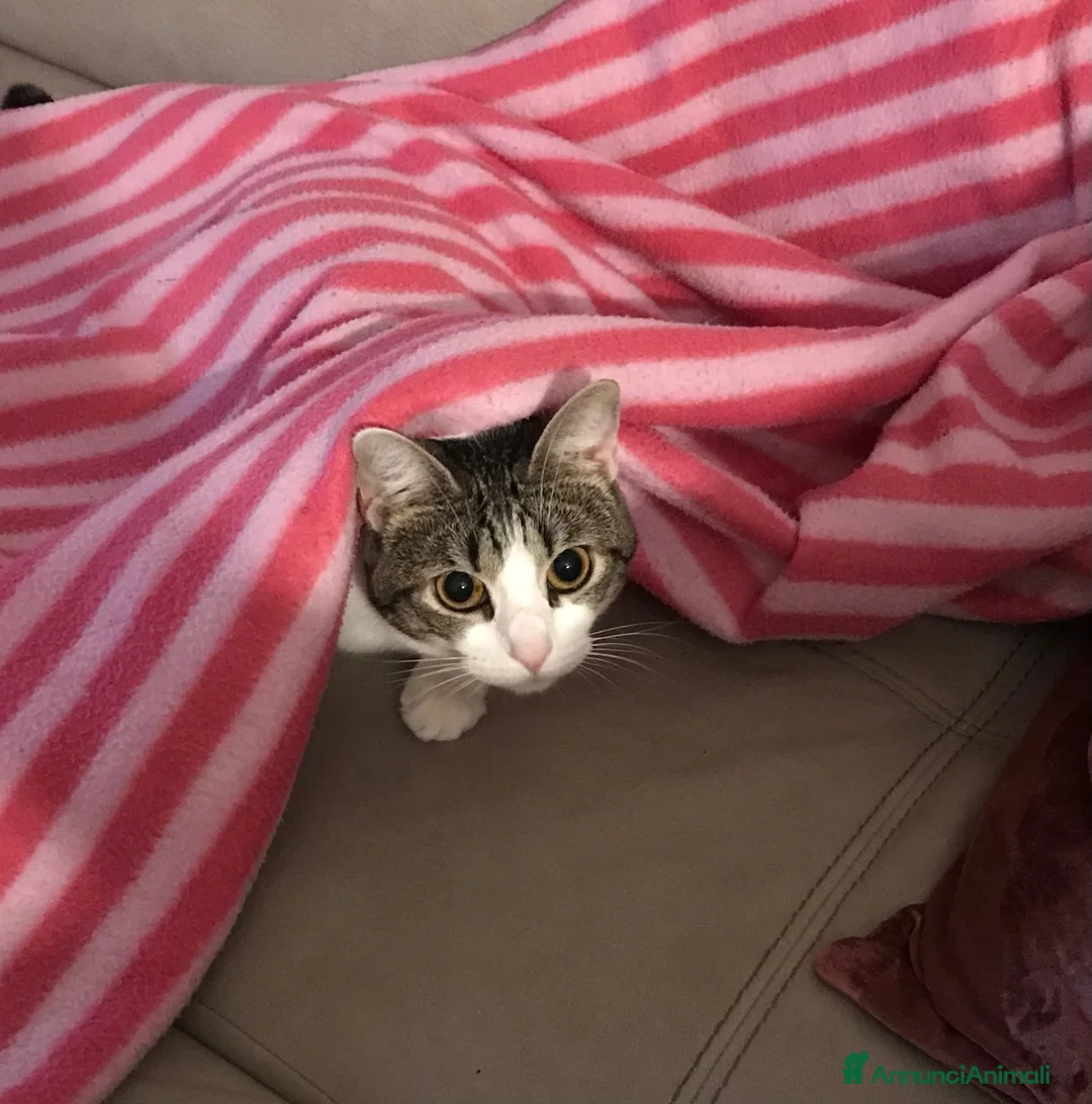 Europeo gatti in regalo: Gattini inseparabili - Annuncio 30