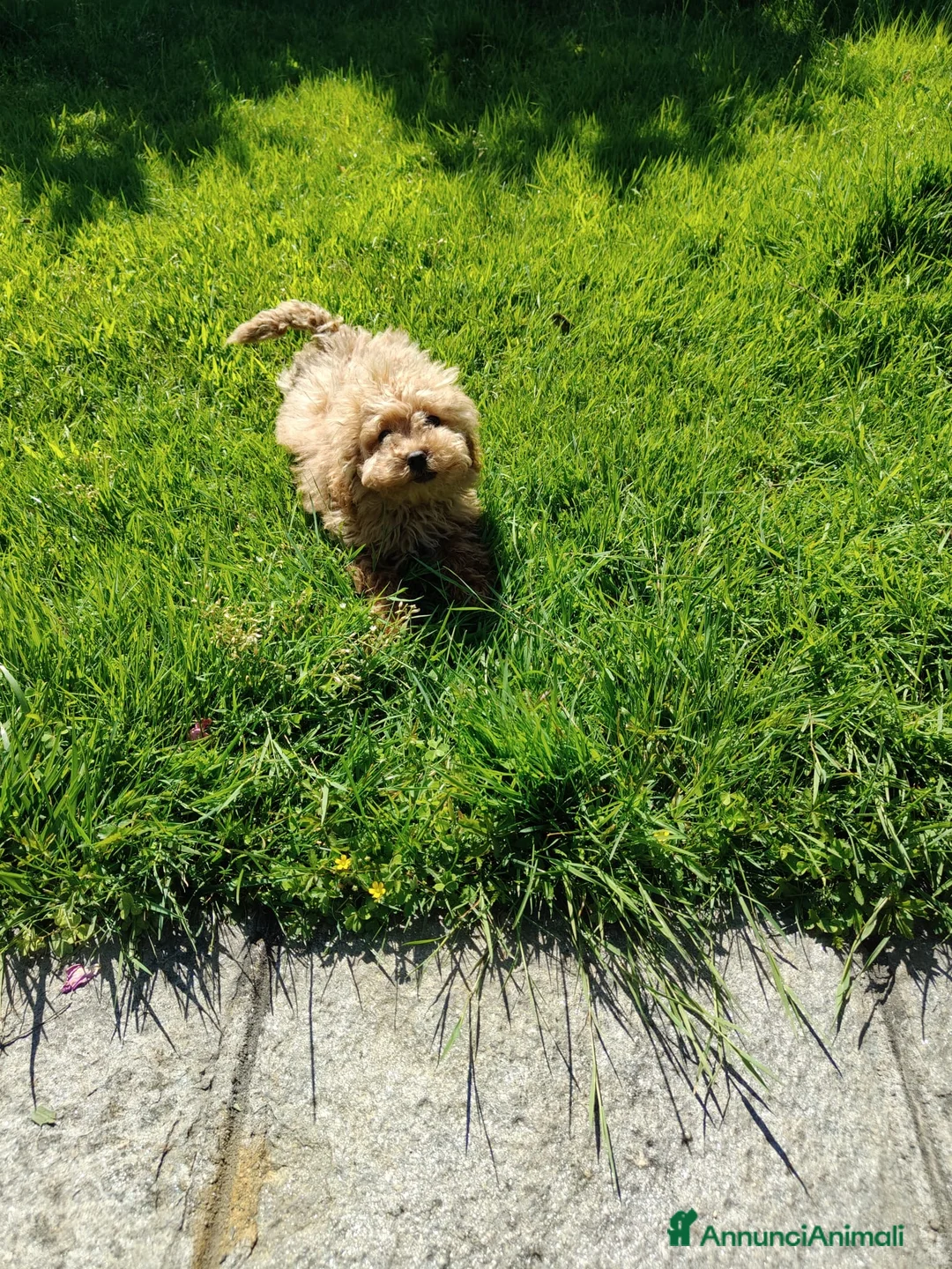 Barboncino Toy cani in vendita: Barboncino Toy albicocca  a Città Metropolitana di Torino - Annuncio 2