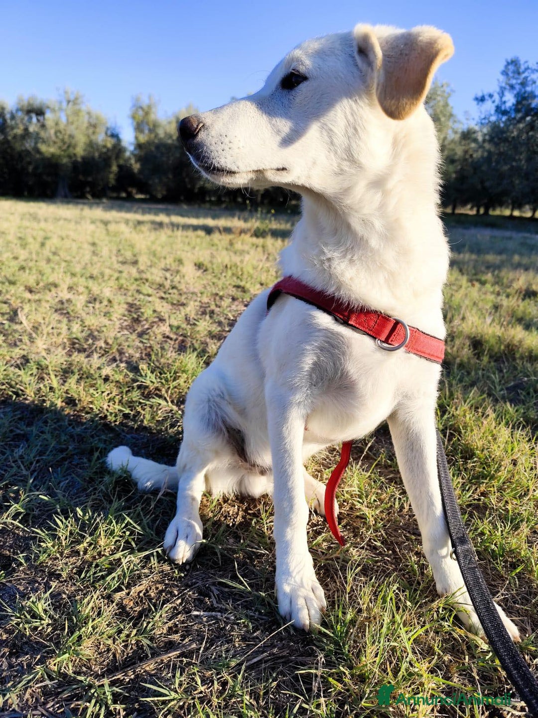 Altre razze cani in regalo: Miele - 8 Mesi - Dolce, Socievole - Annuncio 2