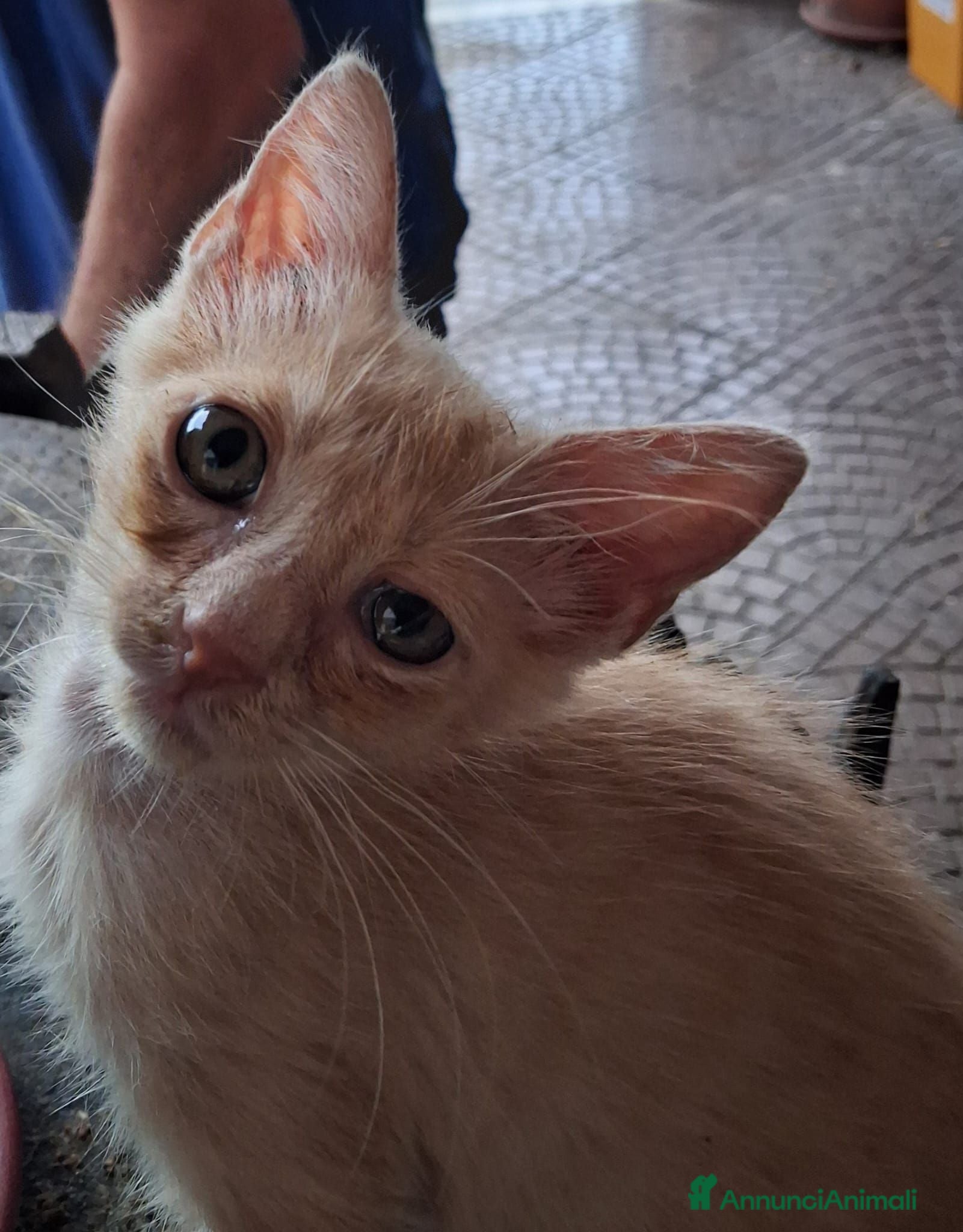 Meticcio gatti Gattini fratellini in cerca di casa - Annuncio 35