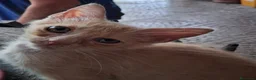 Meticcio gatti in regalo: Gattini fratellini in cerca di casa - Annuncio 1