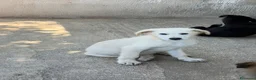 Meticcio cani in regalo: Roy tg media  a Città metropolitana di Milano - Annuncio 3