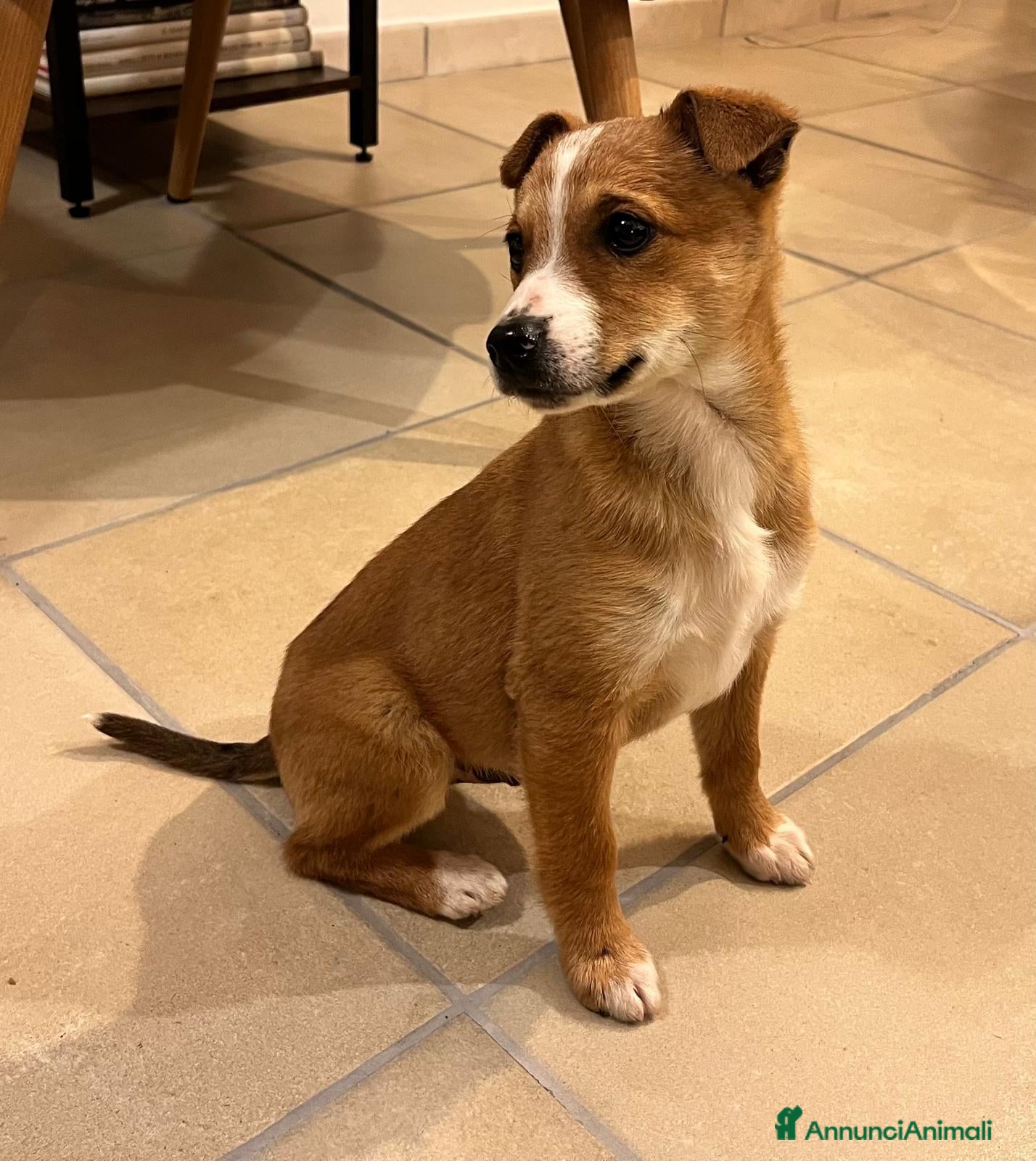 Meticcio cani Lucky, futura taglia medio-piccola, cerca casa - Annuncio 17