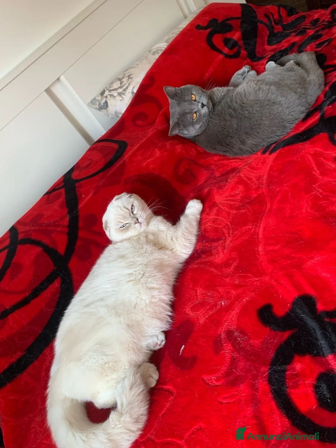 British gatti in vendita: gattini Scottish Fold e British Shorthair a Provincia di Padova - Annuncio 1