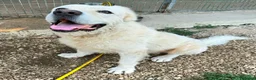 Meticcio cani in regalo: BEETHOVEEN, 4 ANNI E' DIVENTATO SORDO. - Annuncio 1