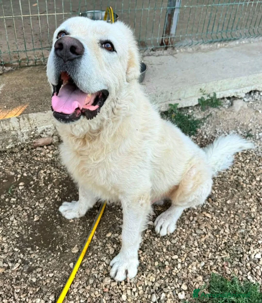Meticcio cani in regalo: BEETHOVEEN, 4 ANNI E' DIVENTATO SORDO. - Annuncio 1