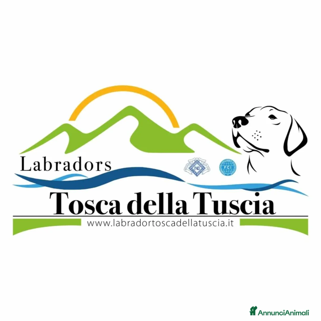 Immagine della galleria {{count}}