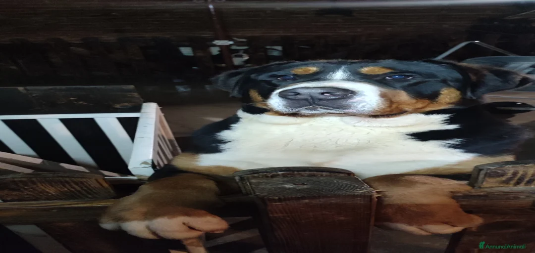 Immagine della galleria {{count}}
