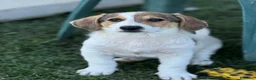 Meticcio cani in regalo: 3 simpaticissimi cuccioli dalle lunghe orecchie! - Annuncio 3