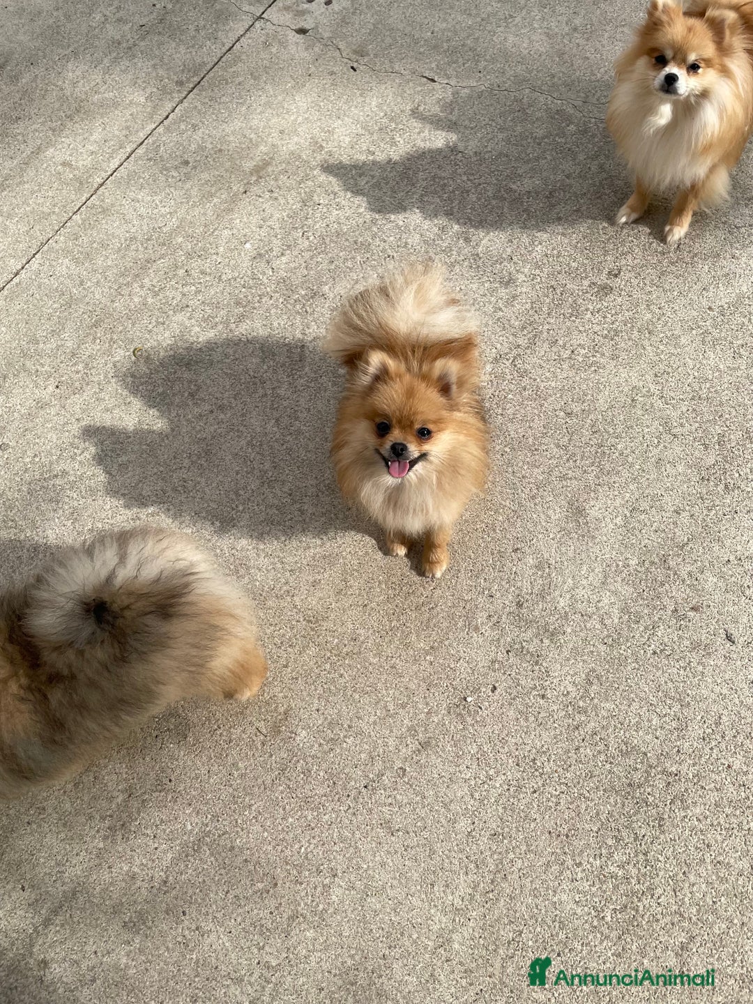 Volpino Pomerania cani in vendita: Spitz nano femmina - Annuncio 8