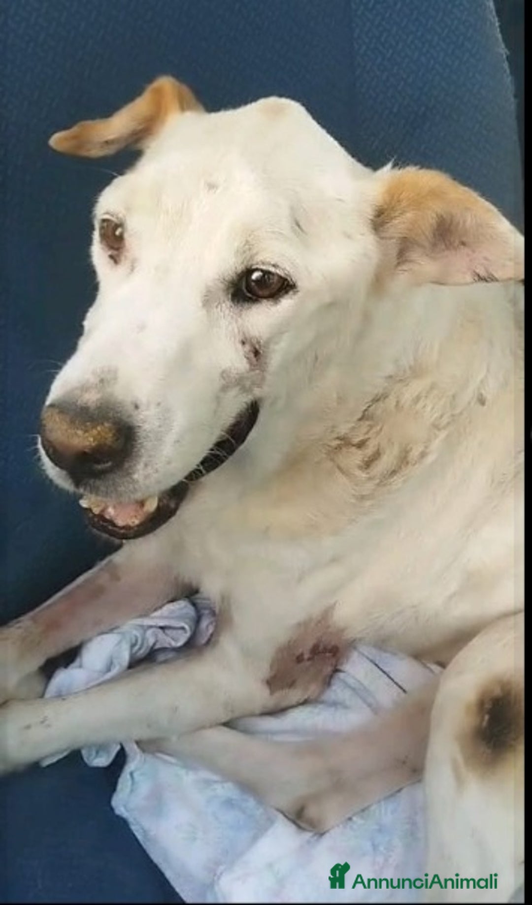 Meticcio cani in regalo: Teo 9ANNI DI SILENZIOSA SOFFERENZA IN CANILE.ROMA a Città metropolitana di Milano - Annuncio 7