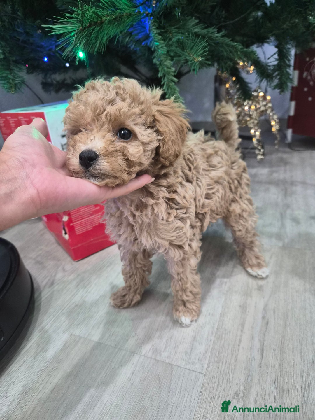 Barboncino Toy cani in vendita: Barboncino Toy - Annuncio 6