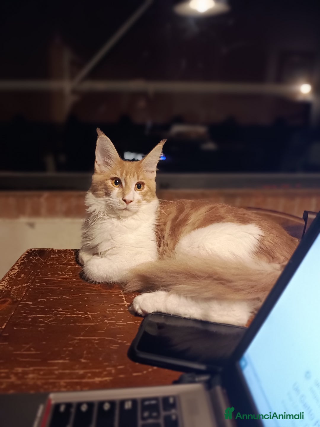 Maine Coon gatti in vendita: Gatti Mine coone - Annuncio 6