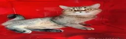 Scottish gatti in vendita: Cucciolo Scottish straight pedigree ENFI - Annuncio 5