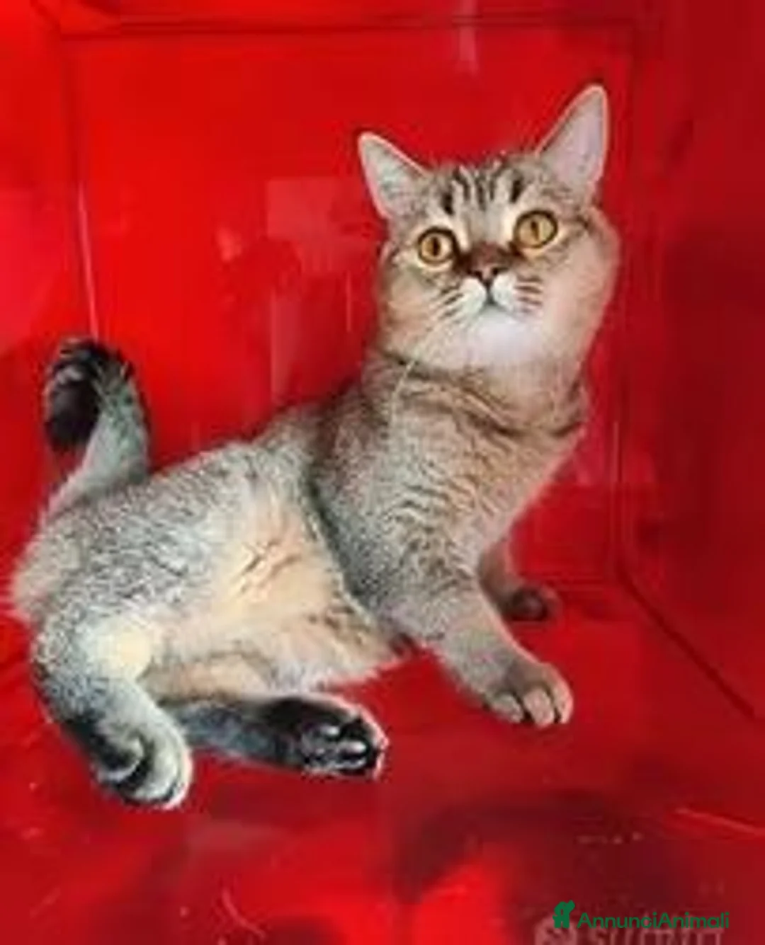 Scottish gatti in vendita: Cucciolo Scottish straight pedigree ENFI - Annuncio 5