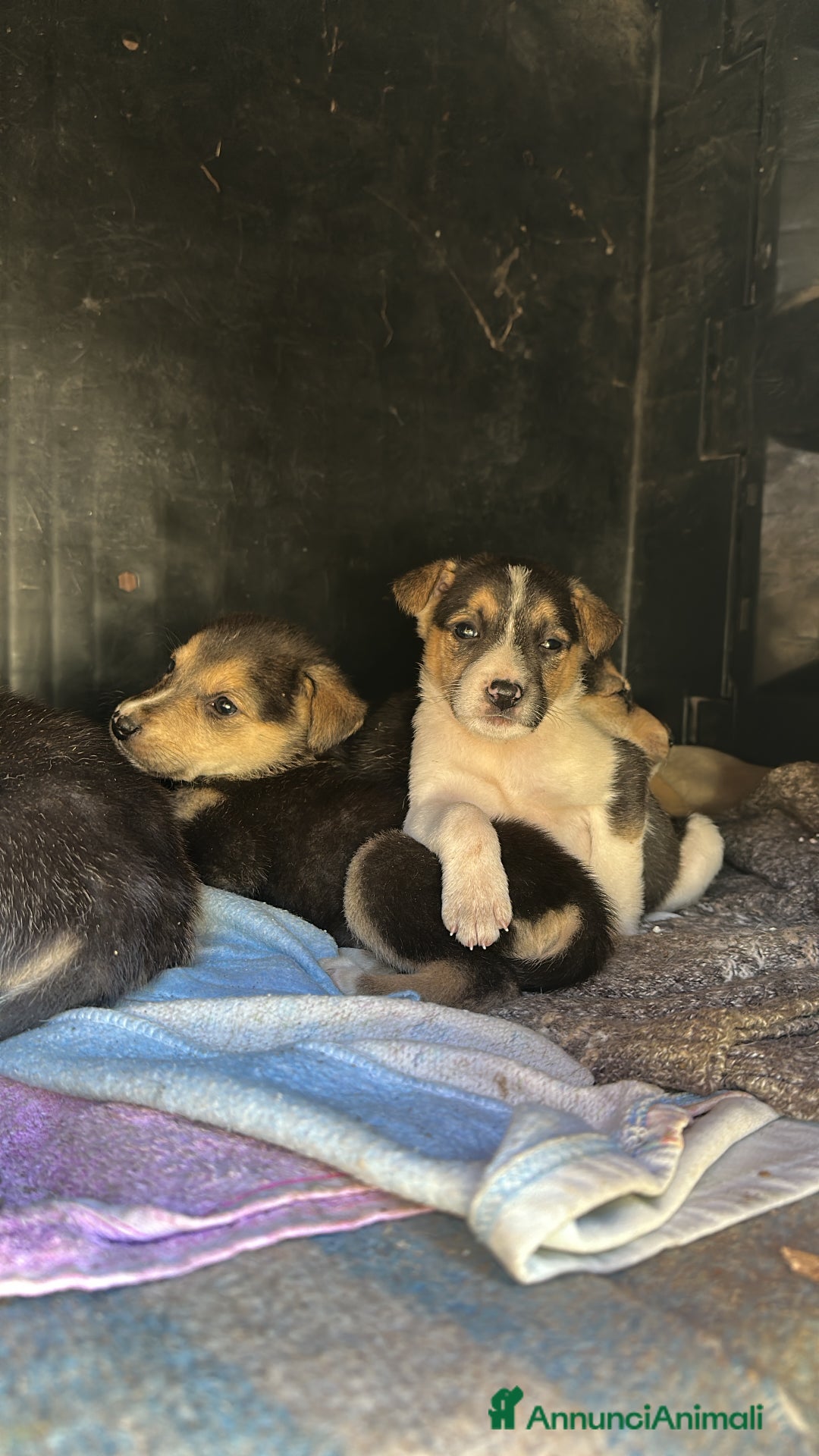Altre razze cani in regalo: CUCCIOLI IN CERCA DI ADOZIONE - Annuncio 19
