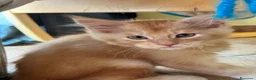 Maine Coon gatti in vendita: MAINE COON RED-WHITE PEDIGREE RIPRODUZIONE 3 rate  - Annuncio 8