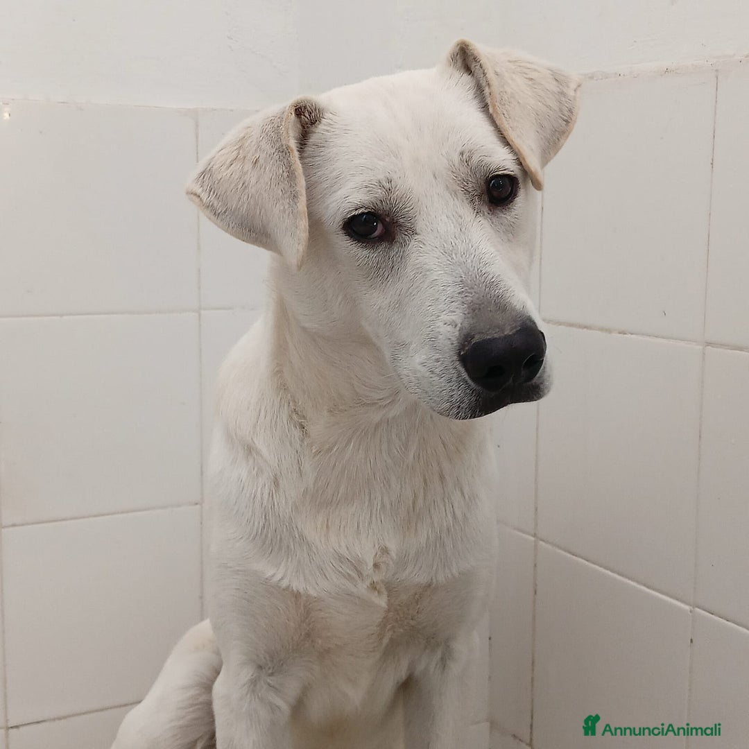 Meticcio cani in regalo: Jerry un cucciolo dalce curioso giocherellone - Annuncio 5