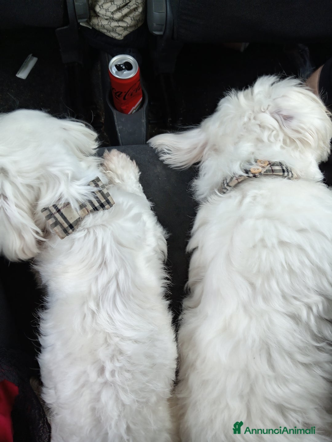 Maltese cani in vendita: MALTESI - Annuncio 3