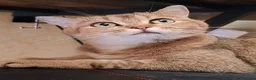 Scottish gatti in vendita: Cucciolo Gatto Scottish Fold Giocoso a Provincia di Viterbo - Annuncio 4