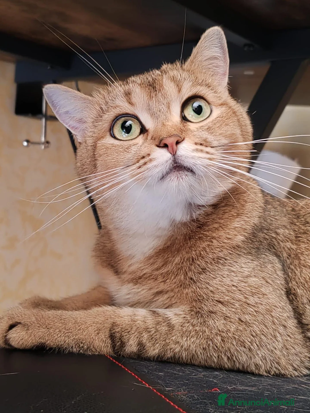 Scottish gatti in vendita: Cucciolo Gatto Scottish Fold Giocoso a Provincia di Viterbo - Annuncio 4