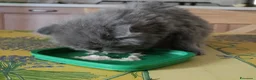 Persiano gatti in vendita: Cucciolo di persiano maschio - Annuncio 2