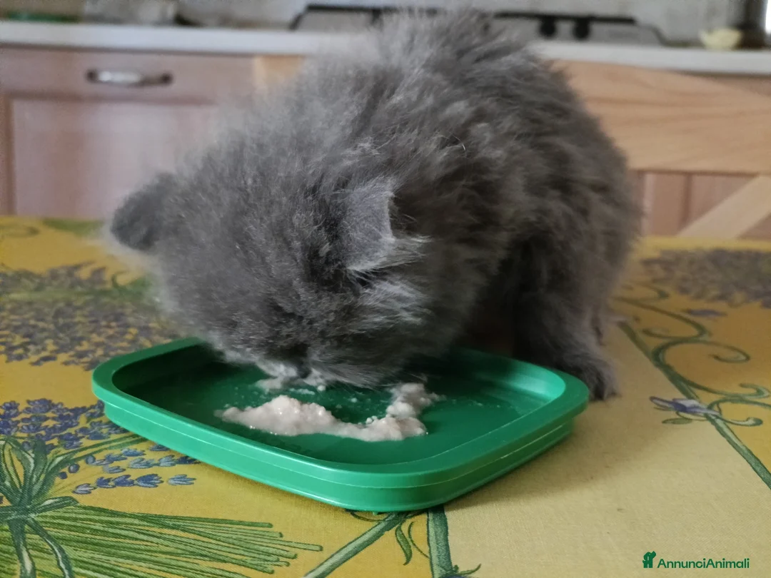Persiano gatti in vendita: Cucciolo di persiano maschio - Annuncio 2