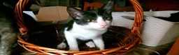 Europeo gatti in regalo: FELIX, adorabile micino in adozione  - Annuncio 4