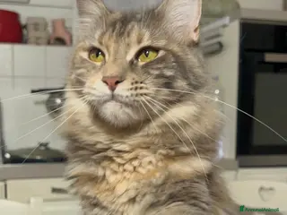 Maine Coon gatti Cuccioli Maine Coon - Annuncio 4