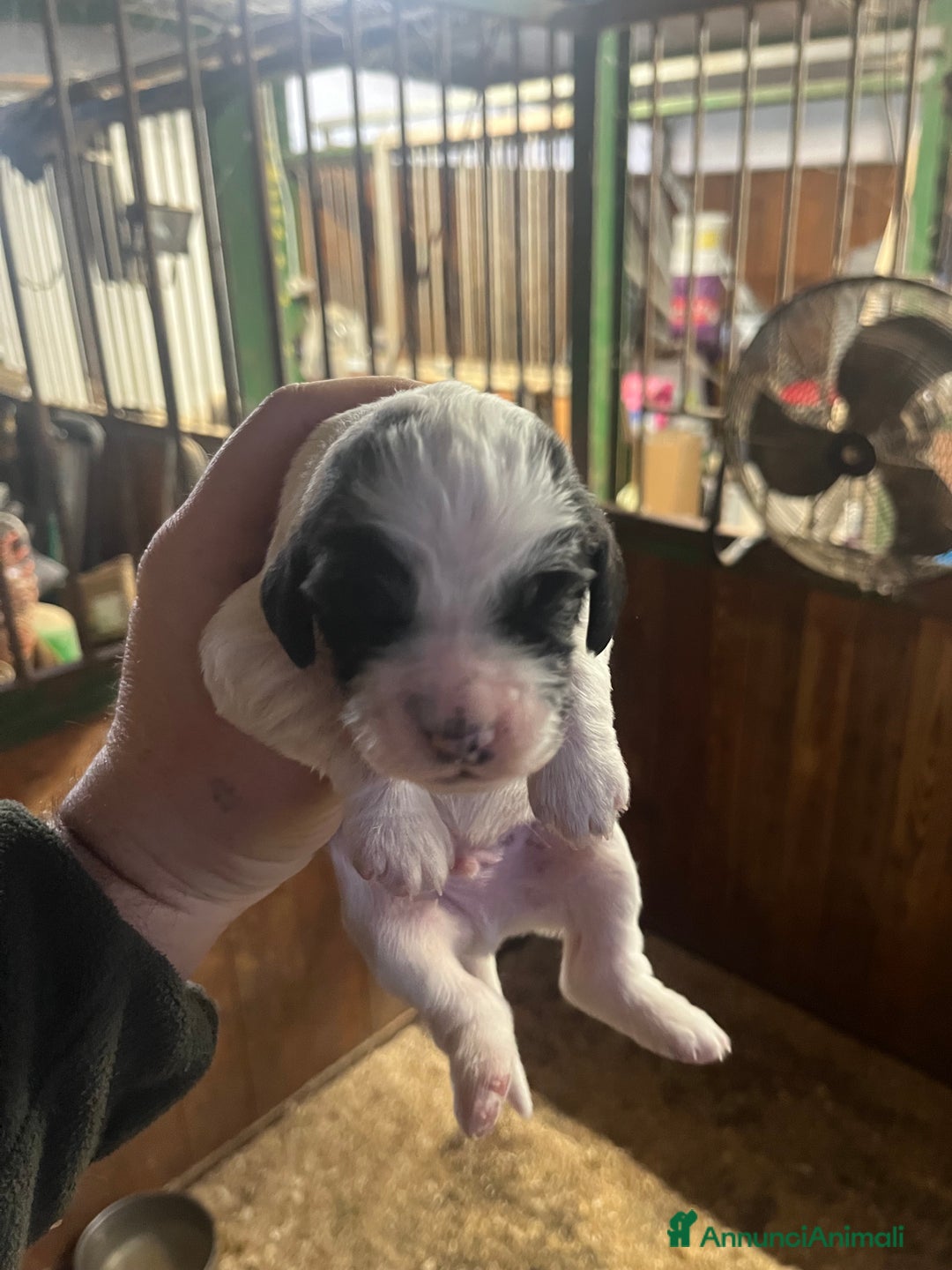 Setter Inglese cani in vendita: Cuccioli setter inglese  - Annuncio 6