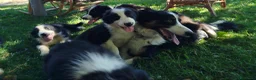 Border Collie cani in vendita: Cuccioli border collie  a Provincia di Cuneo - Annuncio 6