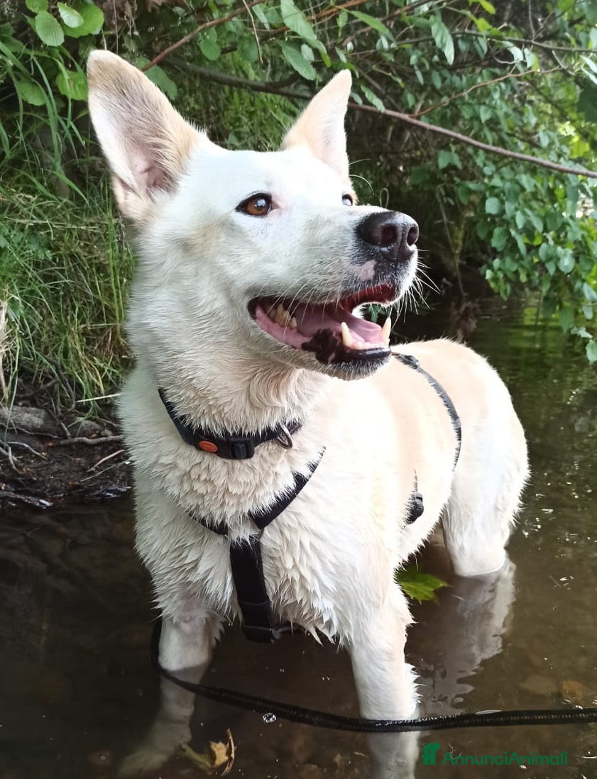 Meticcio cani Camille adorabile ,cerca casa  a Città metropolitana di Milano - Annuncio 1