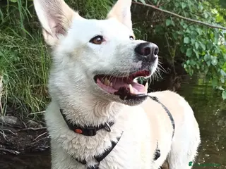 Meticcio cani Camille adorabile ,cerca casa - Annuncio 2