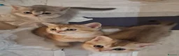 Scottish gatti in vendita: Tre gattini Scottish di tre mesi pronti da subito - Annuncio 7