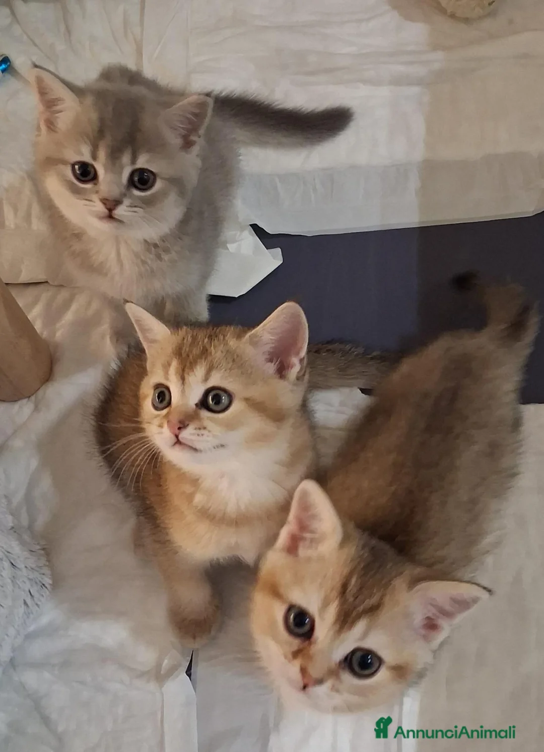 Scottish gatti in vendita: Tre gattini Scottish di tre mesi pronti da subito - Annuncio 7