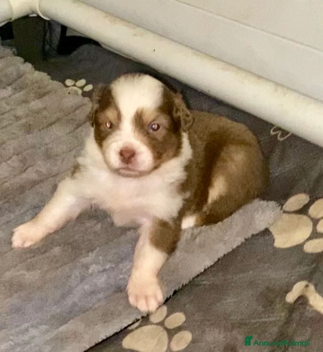 Australian Shepherd cani in vendita: Australian Shepherd pastore Australiano cuccioli - Annuncio 7