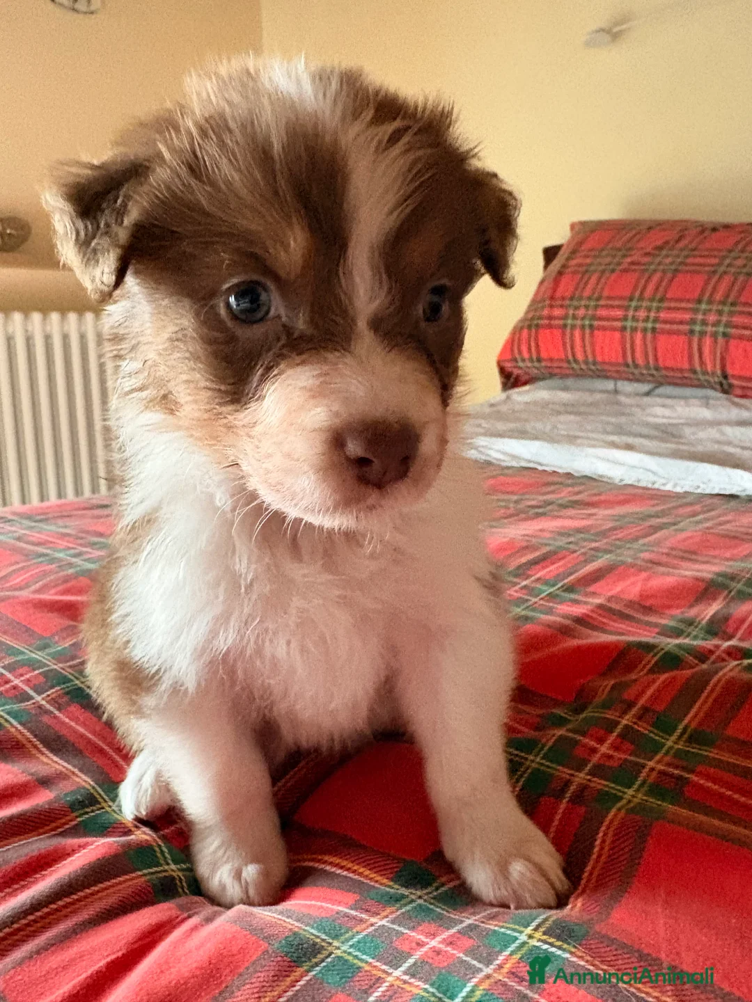 Australian Shepherd cani in vendita: Aussie - Annuncio 6