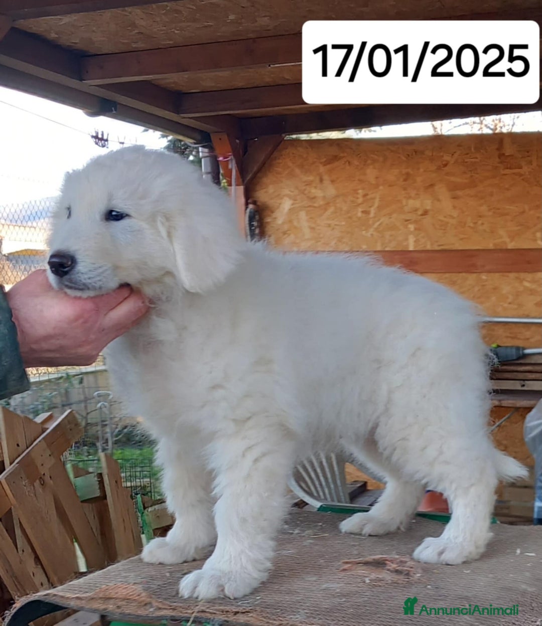 Pastore Maremmano cani in vendita: pastore maremmano abruzzese - Annuncio 5