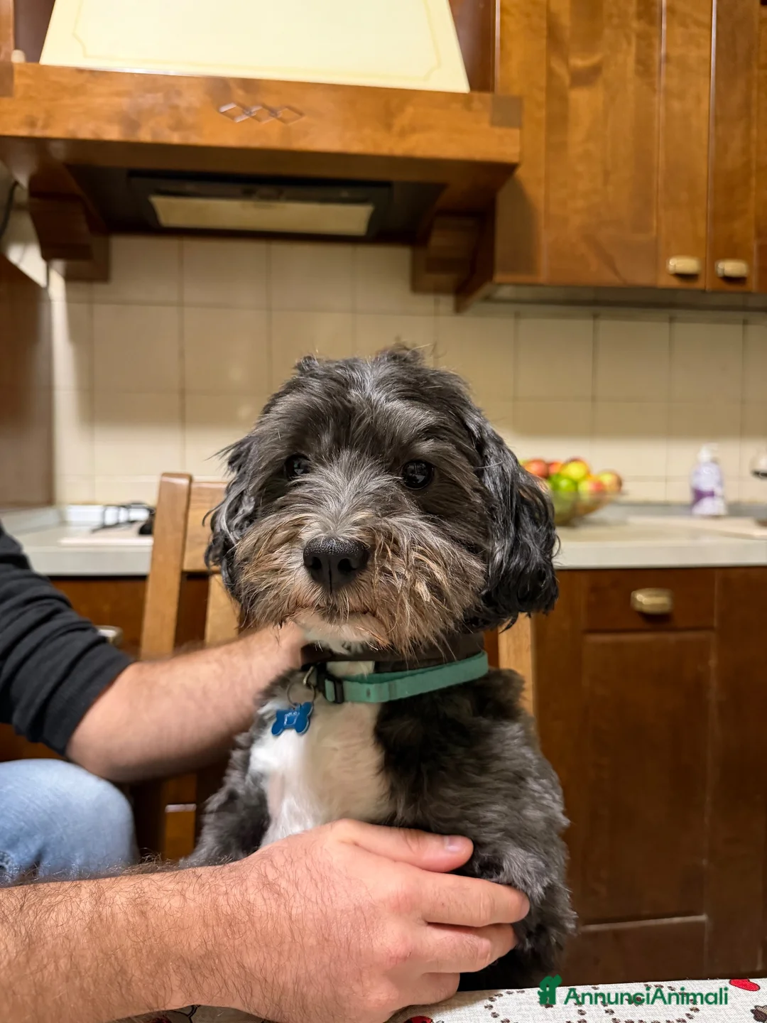 Bichon cani per accoppiamento: Dylan - Annuncio 2