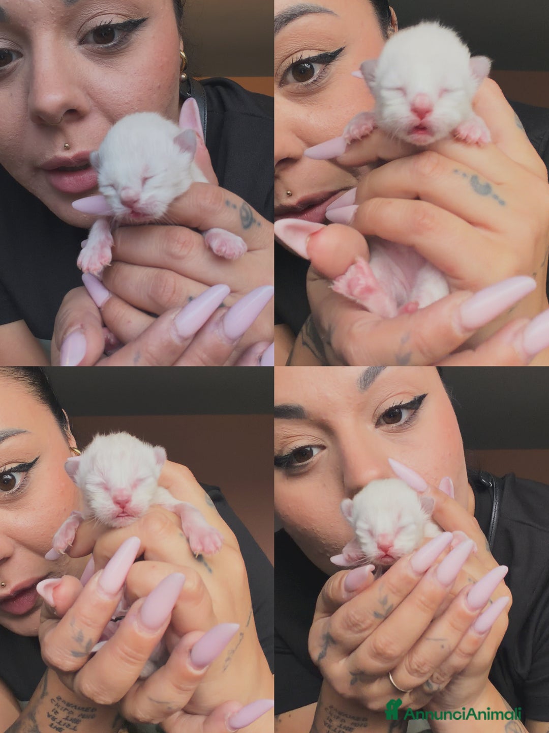 Ragdoll gatti in vendita: Cuccioli Ragdoll con pedigree  - Annuncio 1