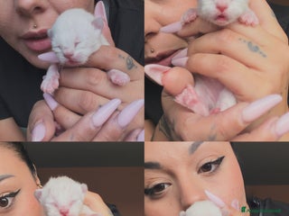 Ragdoll gatti Cuccioli Ragdoll con pedigree - Annuncio 17