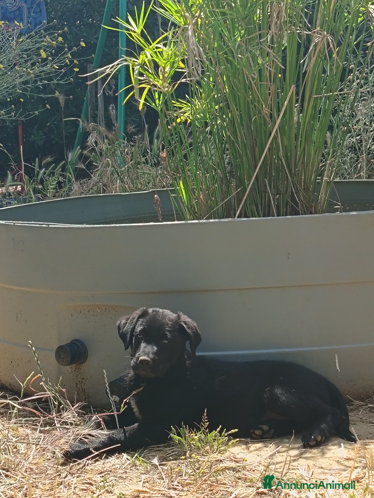 Meticcio cani Cuccioli Borador mix Border e Labrador  - Annuncio 39