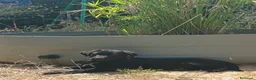 Meticcio cani in regalo: Cuccioli Borador mix Border e Labrador  - Annuncio 1