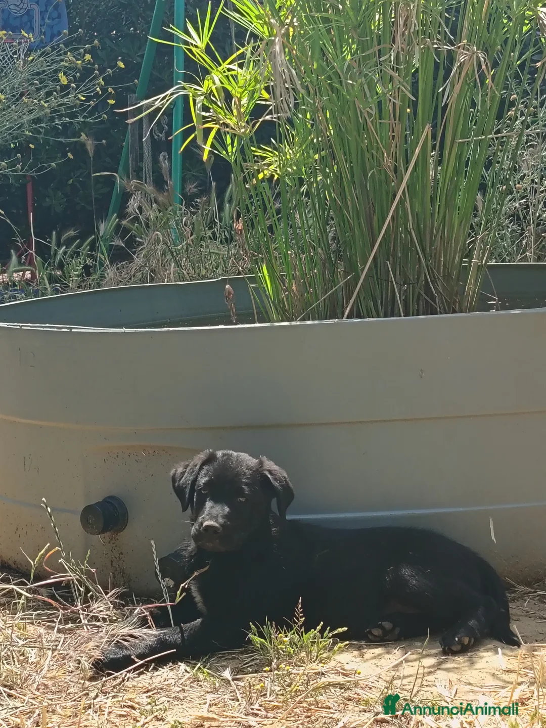 Meticcio cani in regalo: Cuccioli Borador mix Border e Labrador  - Annuncio 1
