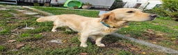 Golden Retriever cani in vendita: Cuccioli Golden Retriever  - Annuncio 2
