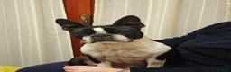 Boston Terrier cani in vendita: Maschietto di boston terrier  a Provincia di Lucca - Annuncio 6
